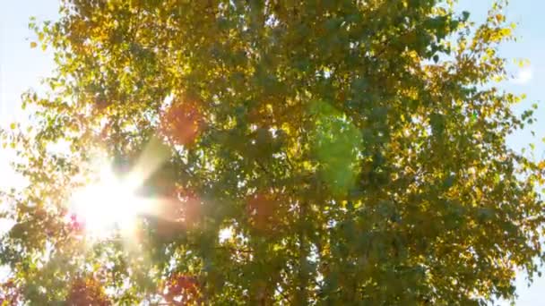 Ήλιος πίσω από κλαδιά σημύδας. πάροδο του χρόνου — Αρχείο Βίντεο