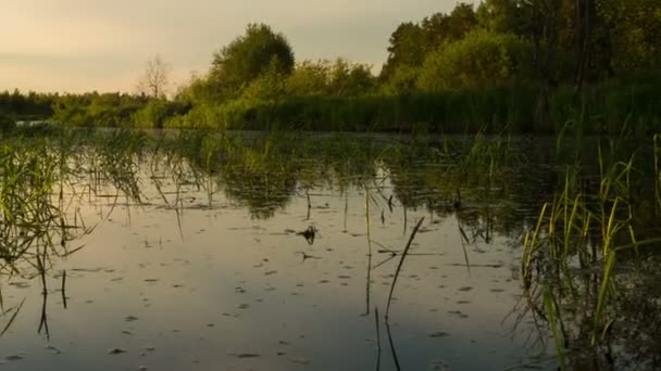 Sonnenuntergang spiegelt sich im Fluss wider — Stockvideo