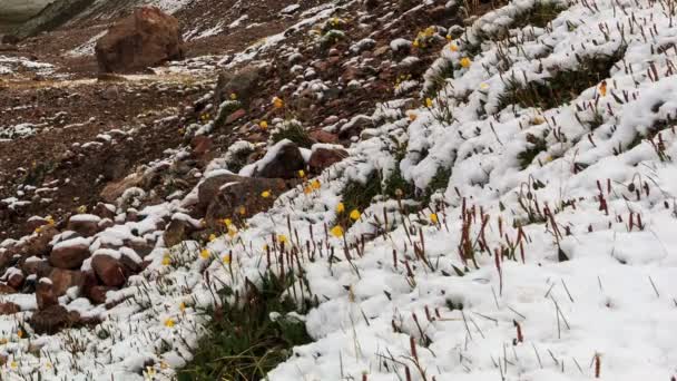 Sneeuw smelt in de bergen. time-lapse — Stockvideo