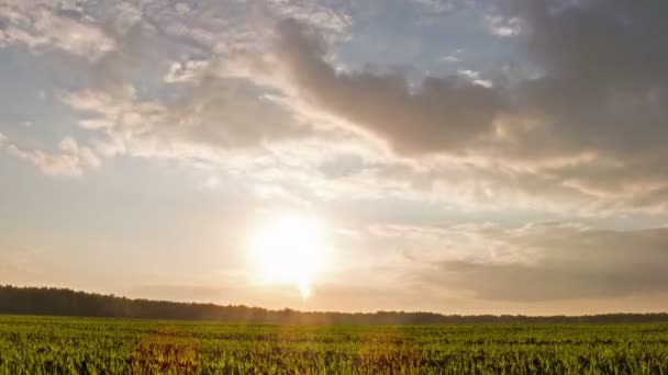 Spruiten bij zonsondergang. hemel. time-lapse — Stockvideo