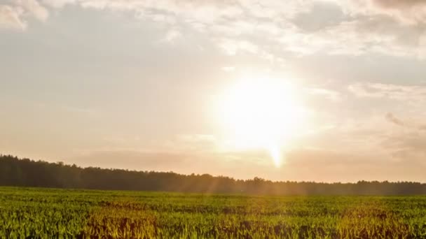 Germogli al tramonto. Cielo. Interruzione temporale — Video Stock