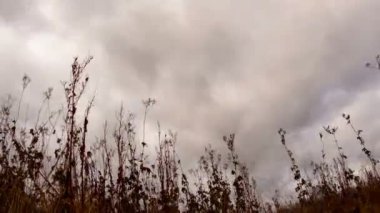 Bulutların üzerinde kuru ot