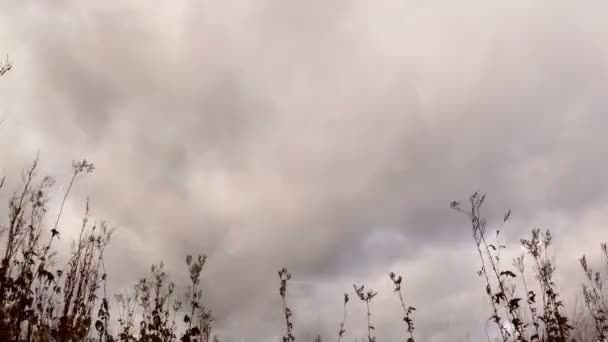 Nubes sobre hierba seca — Vídeo de stock