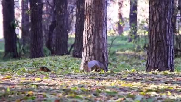 Ekorre i parken — Stockvideo