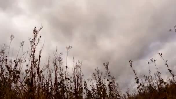 Moln över torrt gräs — Stockvideo