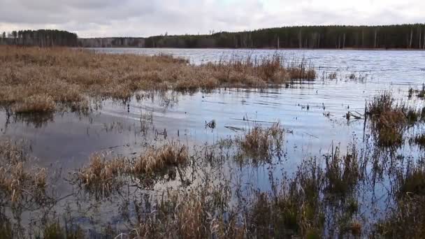 Teich im Herbst — Stockvideo