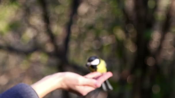 Las aves comen las semillas — Vídeo de stock