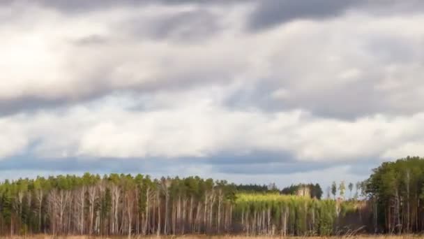 Nubes sobre el bosque de pinos — Vídeo de stock