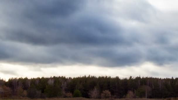 Wolken über dem Kiefernwald — Stockvideo