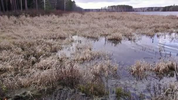 Lagoa no outono — Vídeo de Stock