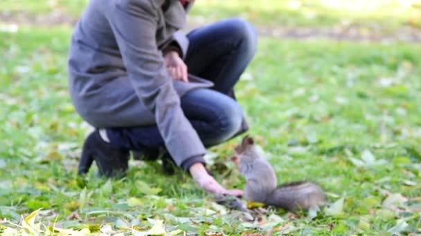 Ekorre i parken — Stockvideo