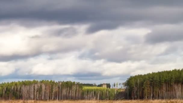 Nubes sobre el bosque de pinos — Vídeos de Stock