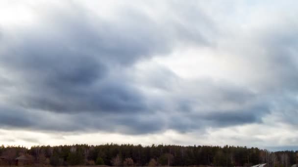 Clouds over the pine forest — Stock Video