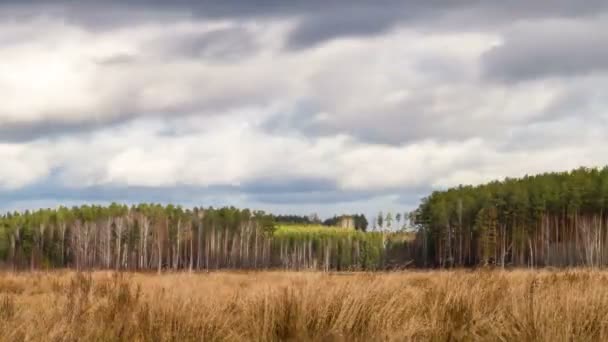 Nuvens sobre o pinhal — Vídeo de Stock