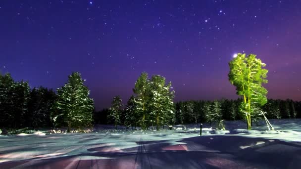 Bosque de coníferas de invierno — Vídeo de stock