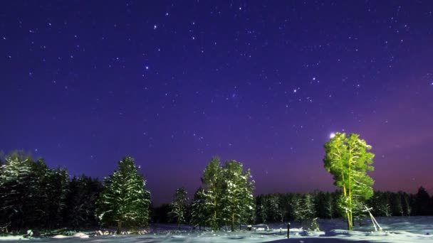 Floresta paisagem noturna — Vídeo de Stock