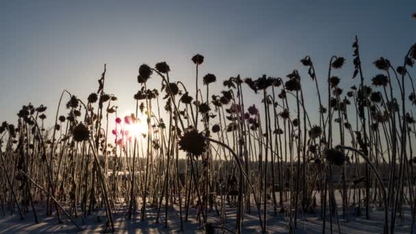 Sonnenaufgang — Stockvideo