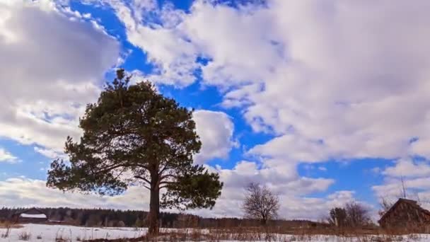 Çam ağacı üzerinde gökyüzü — Stok video