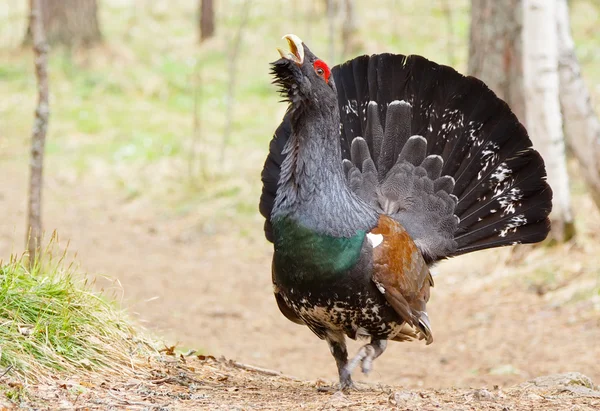 Bahar, bir lek üzerinde Orman Tavuğu