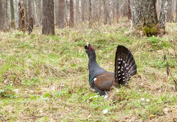 Capercaillie di hutan — Stok Foto