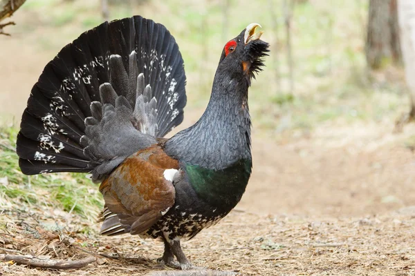 Wood grouse in the woods — Stock Photo, Image