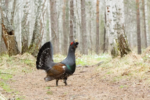 On the trail worth wood grouse — Stock Photo, Image