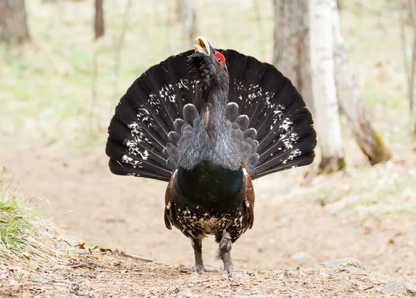 Capercaillie on the trail — Stock Image Capercaillie on the trail Royalty Free Stock Photos