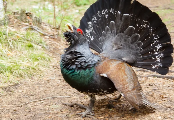 Wood grouse attacks — Stock Image Wood grouse attacks Royalty Free Stock Images