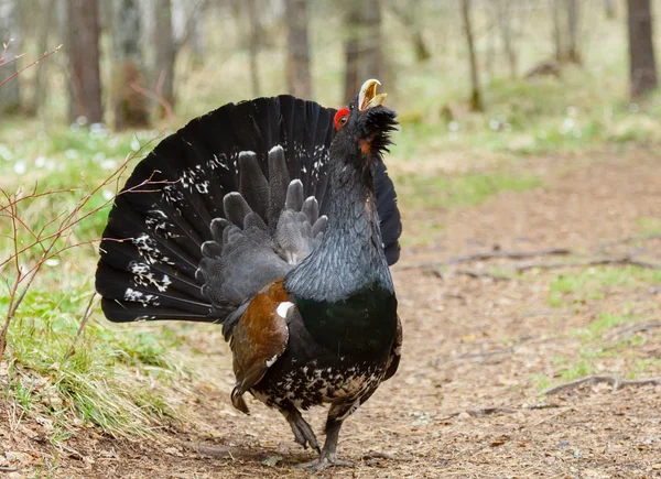 Wood grouse on the trail — Stock Image Wood grouse on the trail Stock Picture