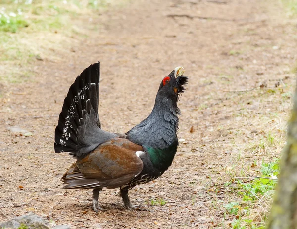 In the woods on the trail grouse — Stock Image In the woods on the trail grouse Stock Picture