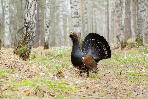 On the path worth wood grouse — Stock Image On the path worth wood grouse Stock Photo