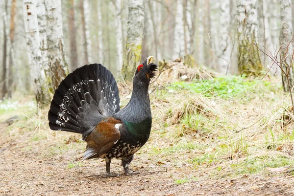 Spring, capercaillie on a lek — Stock Image Spring, capercaillie on a lek Stock Image