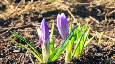 İlkbaharda timsahlar