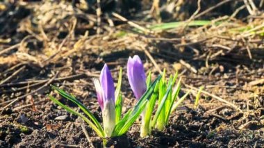 İlkbaharda timsahlar