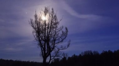 Ağaç üzerine ay ışığı