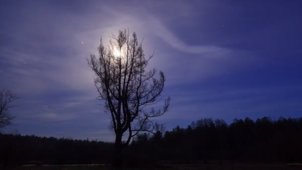 Arbre au clair de lune 