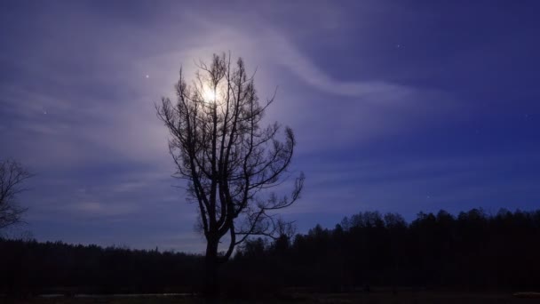 Árbol sobre luz de luna — Vídeo de stock