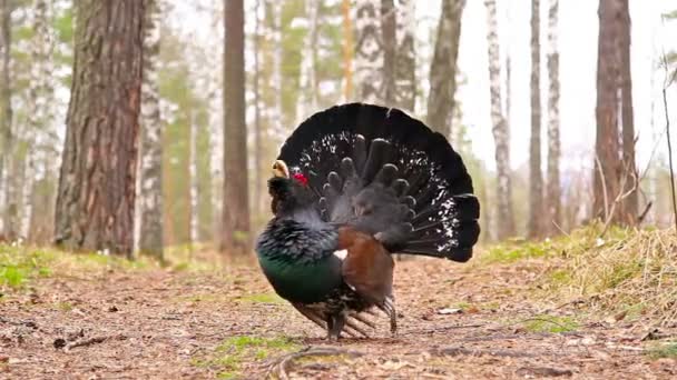 Capercaillie. — Vídeo de stock