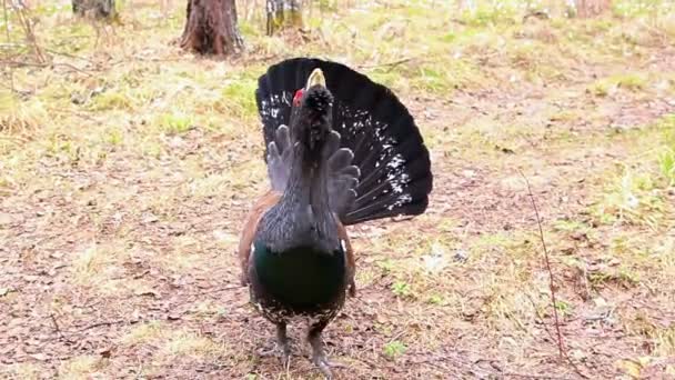 Capercaillie — Stock Video