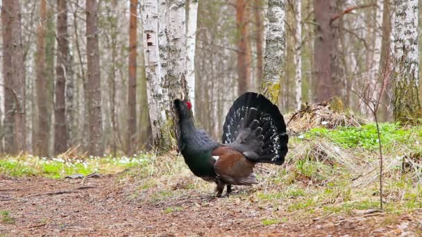 Capercaillie — Stock Video