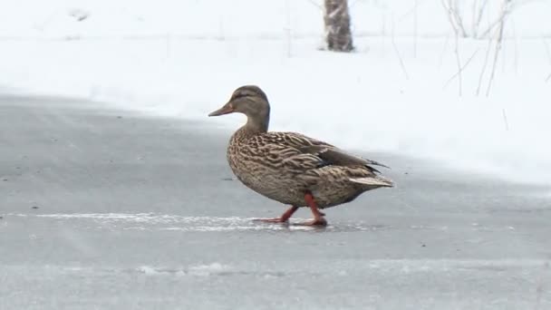 Duck on the waterfront — Stock Video