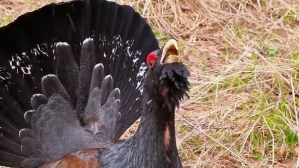 Capercaillie. — Vídeo de stock