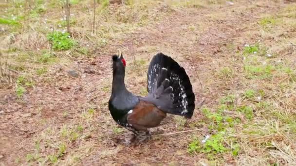 Capercaillie. — Vídeos de Stock