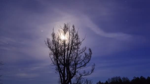 Дерево плином місячному сяйві — стокове відео