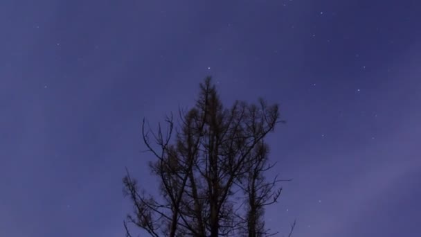 Mélèze nu contre les étoiles — Video