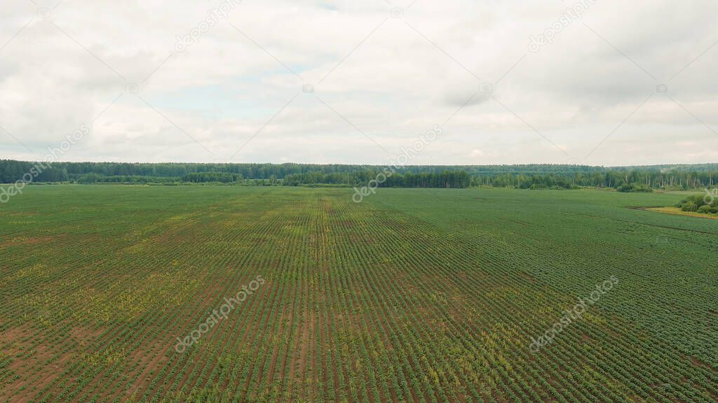 Russia, Ural. Flying over the fields. Rows of growing potatoes, Aerial View  