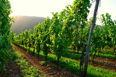 Vineyard günbatımı
