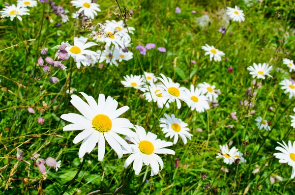 Papatya çiçekleri — Stok fotoğraf