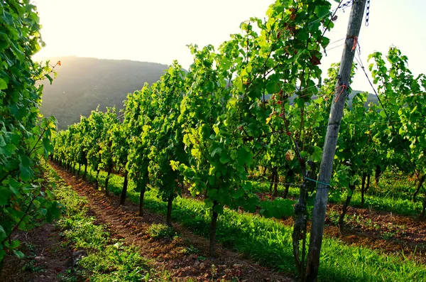 Vineyard sunset — Stock Photo, Image