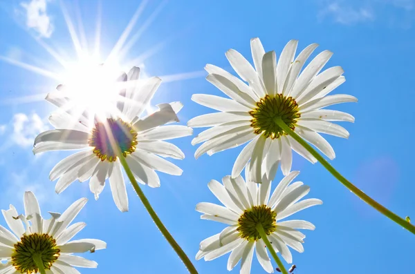 Flores da margarida no verão — Fotografia de Stock